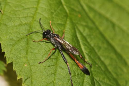 Réf. 354 510 : Ammophila heydeni